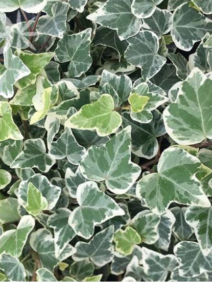 Hedera helix 'Glacier'