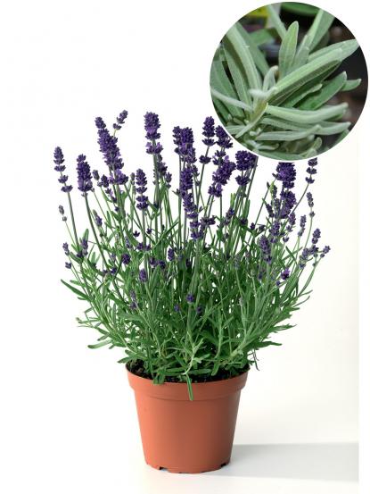 Lavandula angustifolia