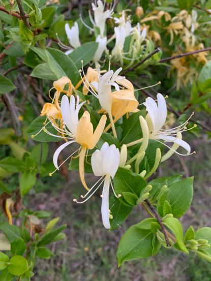 Lonicera Japonica