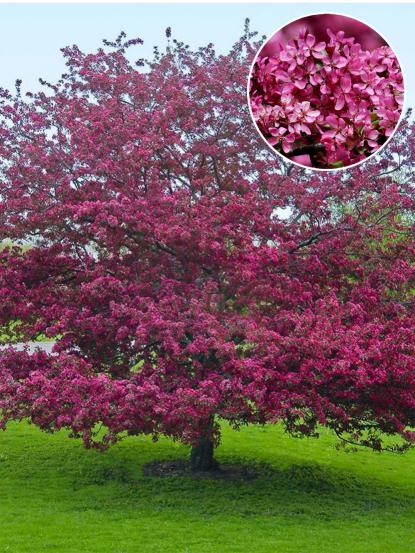 Malus floribunda