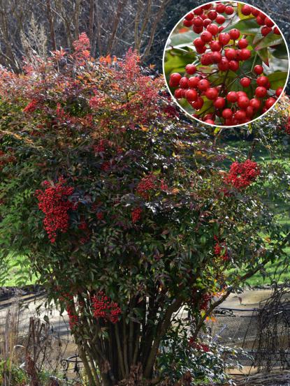 Nandina domestica