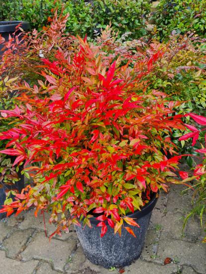 Nandina domestica 'Gulfstream'