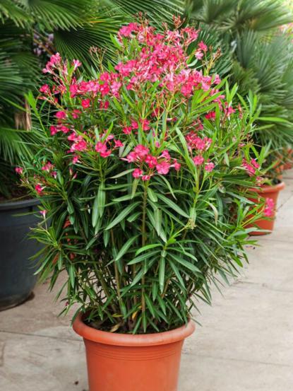 Nerium oleander 'Rosso Nana'