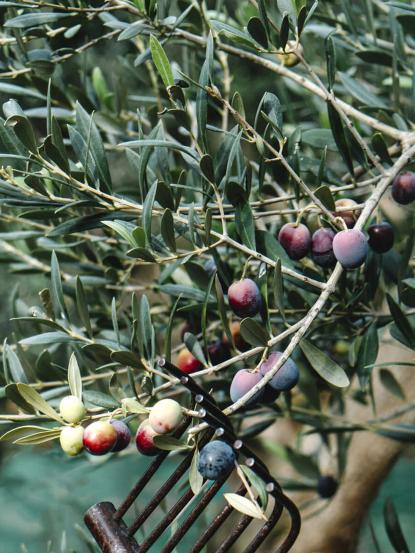 Olea europaea 'Arbequina'