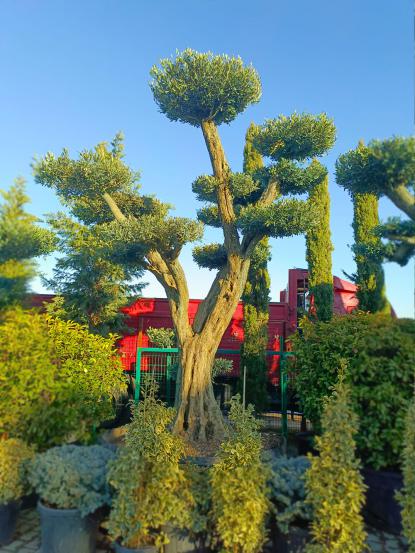 Olea europaea Bonsai