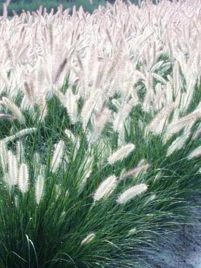 Pennisetum setaceum