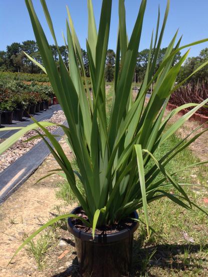 Phormium tenax