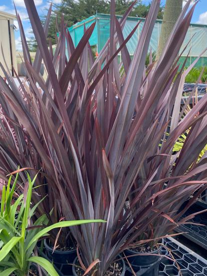 Phormium tenax 'Atropurpureum'