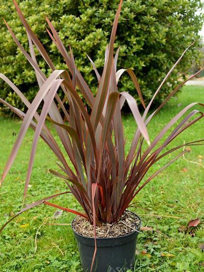 Phormium tenax 'Bronze Baby'