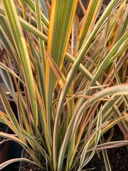 Phormium tenax 'Golden Ray'