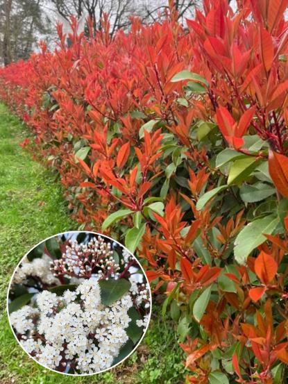 Photinia serrulata