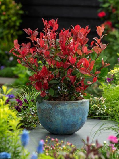 Photinia x fraseri 'Red Robin Nana'