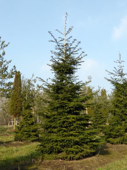 Picea orientalis