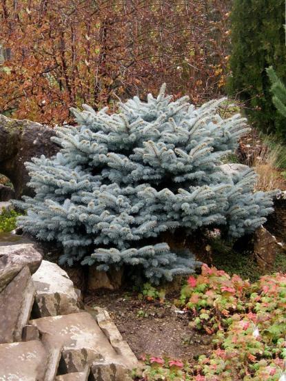 Picea pungens 'Globosa Nana'