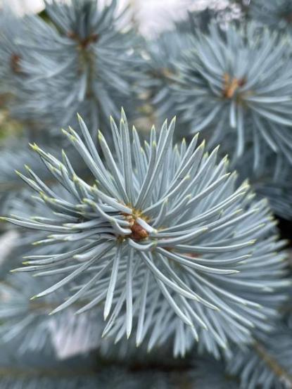 Picea pungens 'Hoopsii'