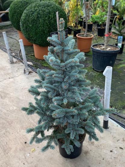 Picea pungens 'Oldenburg'