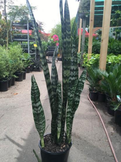 Sansevieria trifasciata