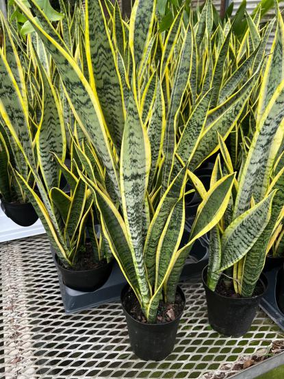 Sansevieria trifasciata 'Laurentii'