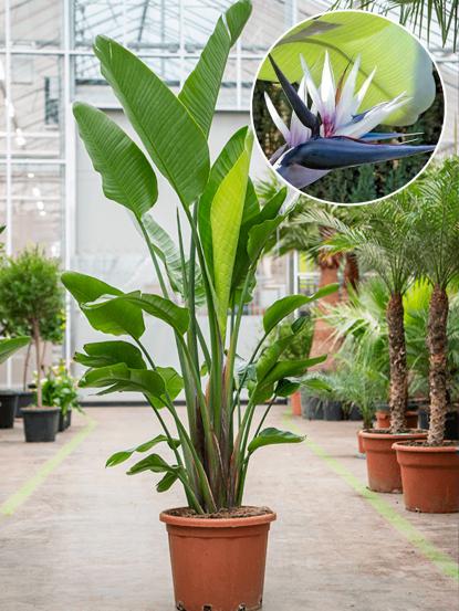 Strelitzia nicolai