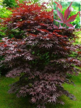 Acer palmatum 'Atropurpureum'