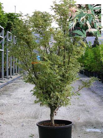 Acer palmatum 'Butterfly'