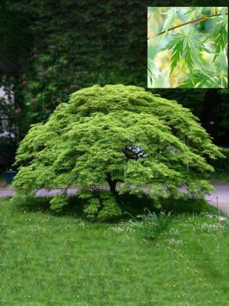 Acer palmatum 'Dissectum'