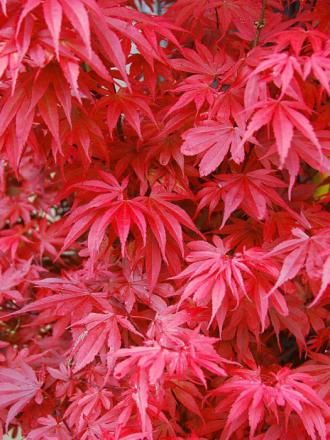 Acer palmatum 'Red Skeeter’s Broom'