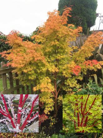 Acer palmatum 'Sango-kaku' 