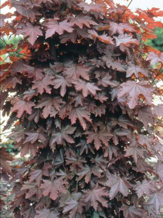 Acer platanoides 'Crimson Sentry'