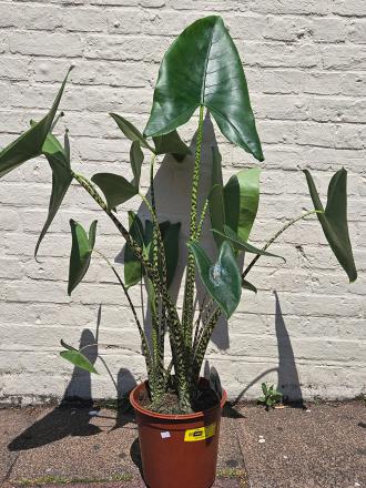 Alocasia zebrina