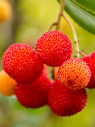 Arbutus unedo