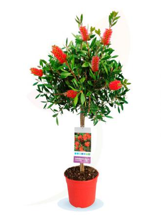 Callistemon laevis sur tige