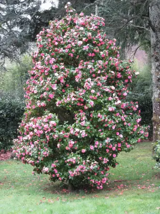 Camellia japonica