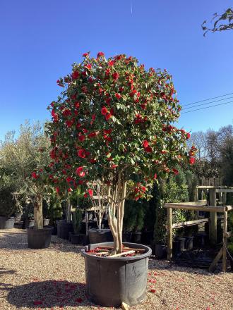 Camellia japonica Mushroom