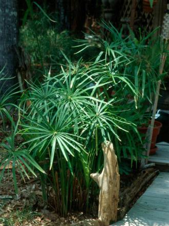 Cyperus alternifolius