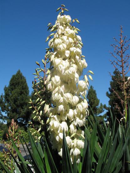 Yucca filamentosa