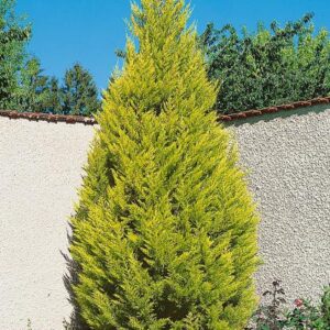 Cupressus macrocarpa 'Goldcrest'