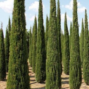 Cupressus sempervirens