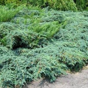 Juniperus media Pfitzeriana Aurea